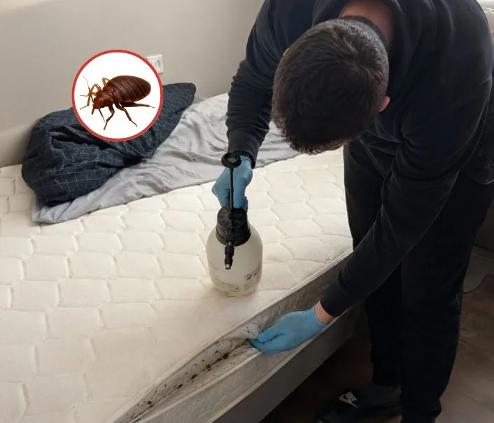 Technicien traitant un matelas contre les punaises de lit à Saint-Jean-les-Deux-Jumeaux